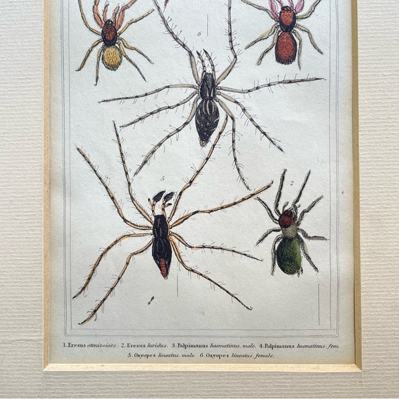 Vintage Spider Illustrations - book plate etchings - Picture 5 of 6